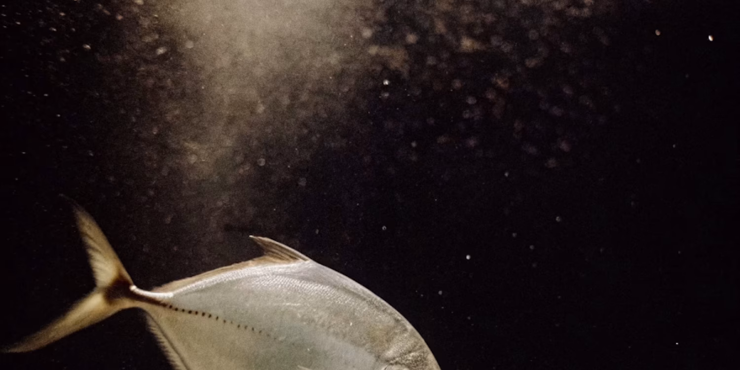 Silvery Fish Underwater